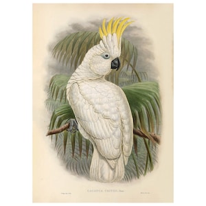 Sulphur-Crested Cockatoo Vintage Illustration - Fine Art Print - Framed / Unframed / Canvas