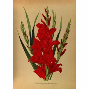 Gladiolus Varieties Giclee Fine Art Print - Framed / Unframed