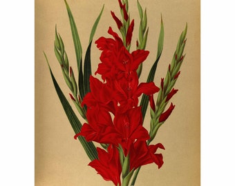 Gladiolus Varieties Giclee Fine Art Print - Framed / Unframed