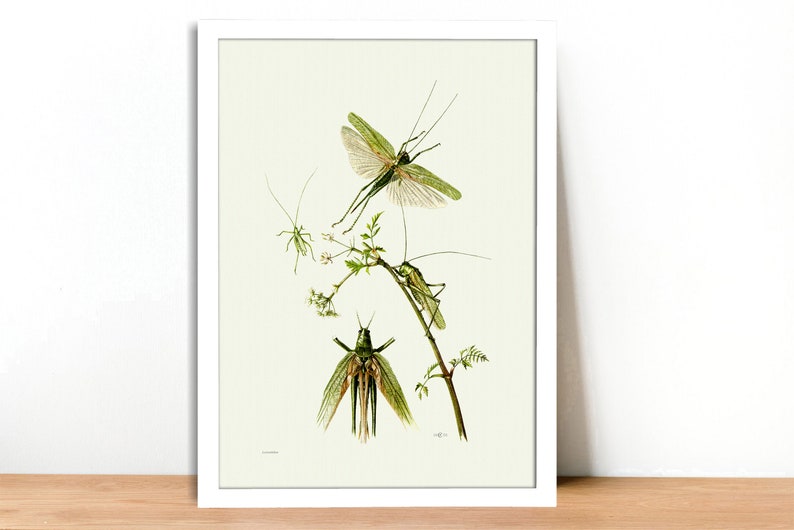 Fine Art Print Grasshopper Locust and Cricket Vintage Lithograph A4A3 FramedUnframed