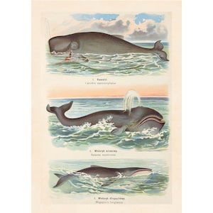 May include: Vintage illustration of whales in the ocean. The image features three different whale species, each depicted in a detailed, scientific style. The whales are shown in shades of gray and blue, with the ocean in varying shades of blue and green.