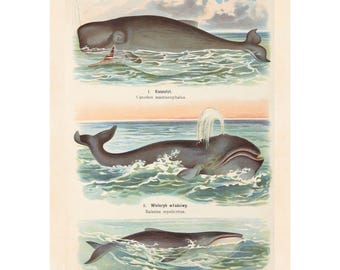 May include: Vintage illustration of whales in the ocean. The image features three different whale species, each depicted in a detailed, scientific style. The whales are shown in shades of gray and blue, with the ocean in varying shades of blue and green.