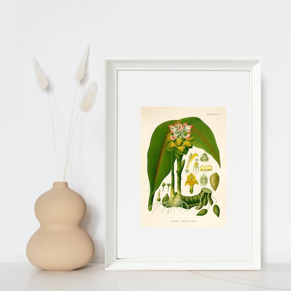 Curcuma Zedoaria or White Turmeric Vintage Illustration - Giclee