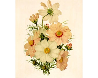 Könnte beinhalten: Eine Vintage-botanische Illustration eines Straußes weißer und rosa Kosmeen mit grünen Stielen und Blättern. Der Text "Cosmos spectabilis varieta" ist unter den Blumen gedruckt.