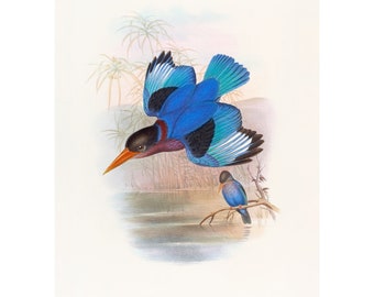 Collared Kingfisher Vintage Illustration - Giclee Fine Art Print - Framed / Unframed / Canvas