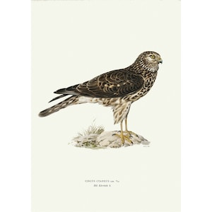 Hen Harrier Vintage Illustration Giclee Fine Art Print Framed / Unframed / Canvas