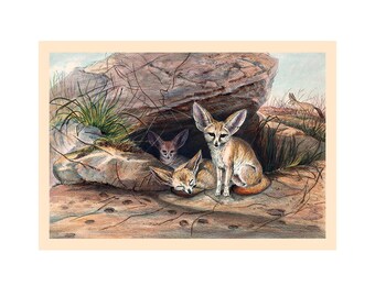 Illustratie van een fennekvos - Zoölogische schetsen - Giclée kunstprint - Ingelijst / Niet ingelijst / Canvas