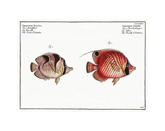 Blackwedged Butterflyfish, Threadfin Butterflyfish Antique Illustration (1785–1797) - Giclee Fine Art Print - Framed / Unframed / Canvas