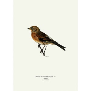 Brambling Vintage Illustration Giclee Fine Art Print Framed / Unframed / Canvas