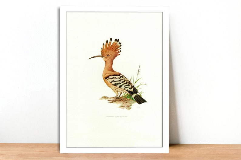 1958 Hoopoes Vintage Lithograph FramedUnframed - Giclee Fine Art Print