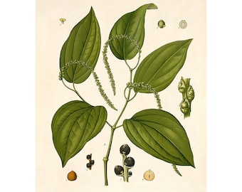 Black Pepper  Vintage Illustration - Giclee Fine Art Print - Framed / Unframed / Canvas