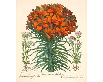 Lily Vintage Lithograph (c. 1613) - Giclee Fine Art Print - Framed/Unframed/Canvas