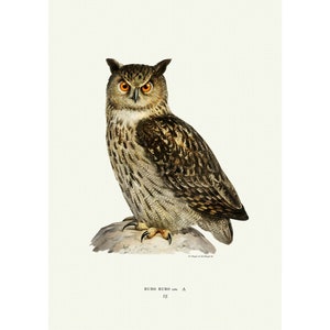Eurasian Eagle-Owl Vintage Illustration Giclee Fine Art Print Framed / Unframed / Canvas