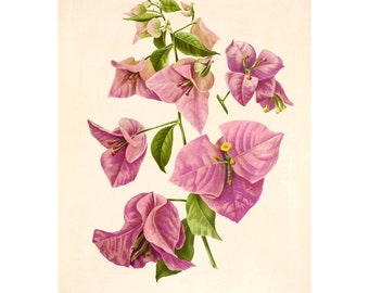 May include: A botanical illustration of pink Bougainvillea glabra flowers with green leaves and stems. The image is titled "Bougainvillea glabra" and "A Bougainvillea, plate 1,  mark 1871".