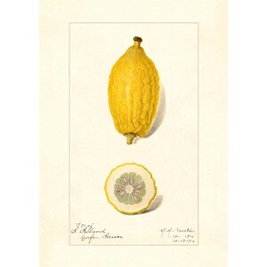 Lemons Citrus Species Vintage Lithograph 1900s Giclee Fine Art Print - Framed / Unframed / Canvas