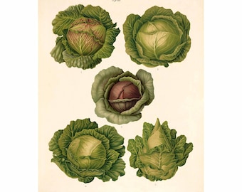 Cabbage Varieties Antique Illustration - Giclee Fine Art Print - Framed / Unframed / Canvas