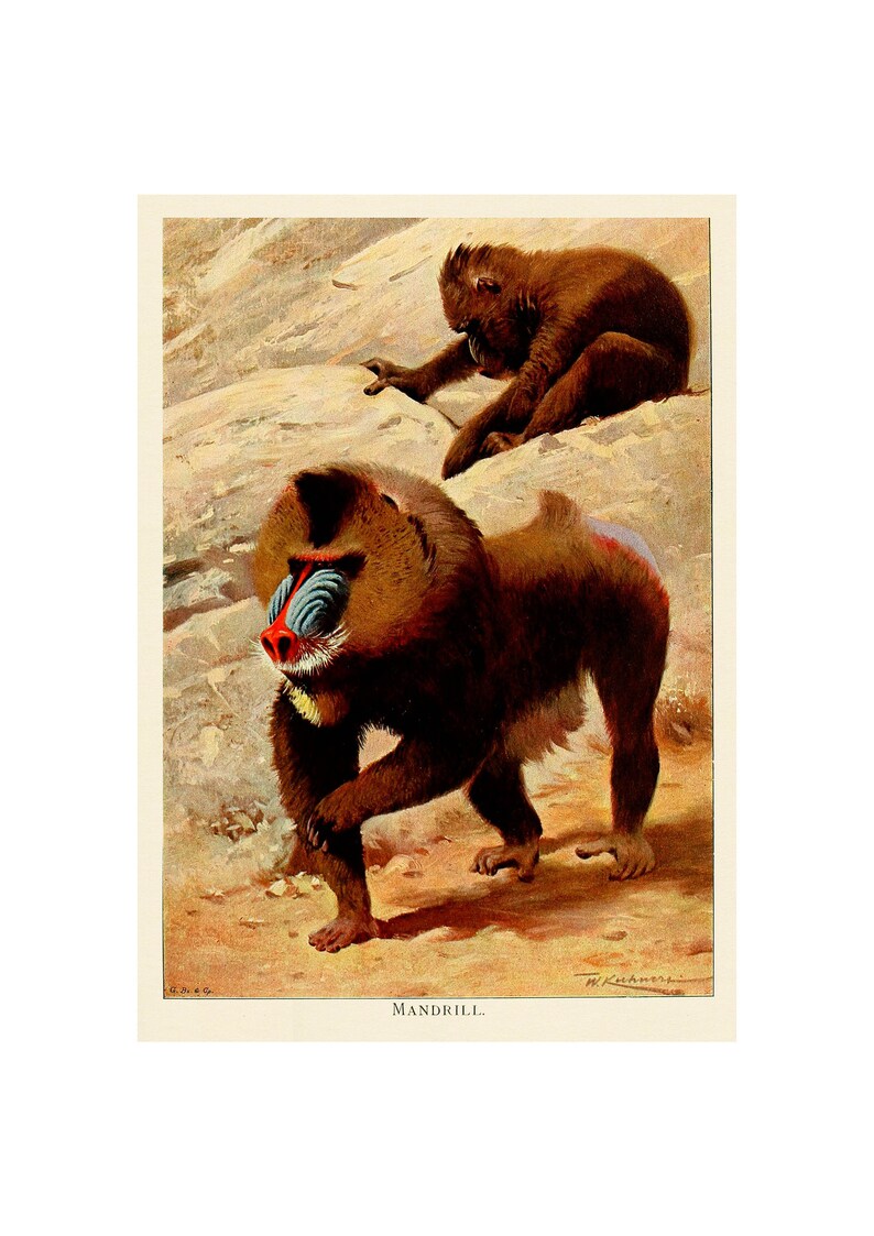 Antique Zoological Lithograph from 1916 A4 FramedUnframed Mandrill Giclee Print