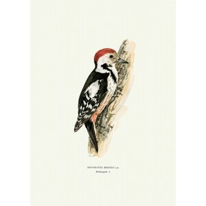 Middle Spotted Woodpecker Giclee Fine Art Print Vintage Illustration Framed / Unframed / Canvas