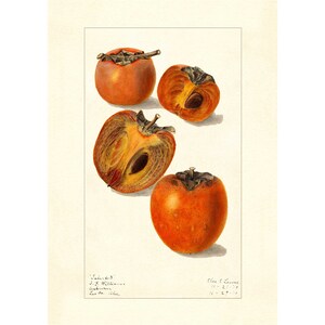 Persimmons Diospyros Fruits Vintage Lithograph 1900s Giclee Fine Art Print - Framed / Unframed / Canvas