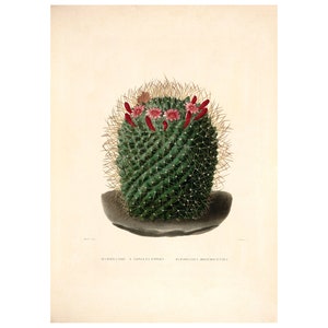 Cactus Vintage Lithograph (c. 1841) - Giclee Fine Art Print - Framed/Unframed/Canvas