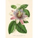 see more listings in the Botany section