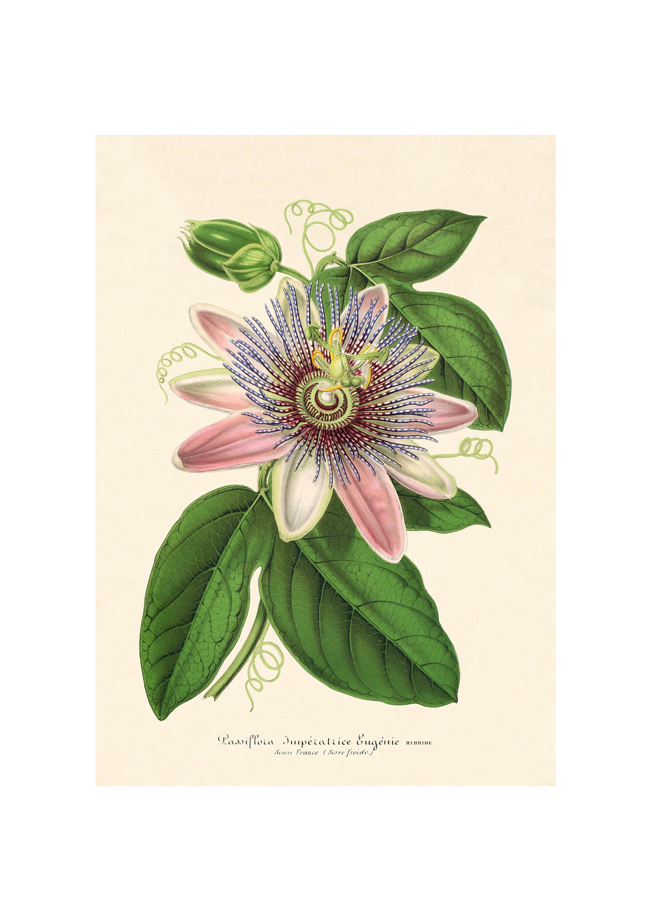 Passiflora, Passion Flower Vintage Illustration - Giclee Fine Art
