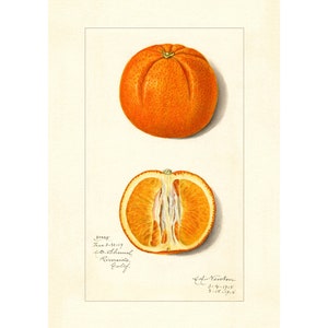 Oranges Citrus Species Vintage Lithograph 1900s Giclee Fine Art Print - Framed / Unframed / Canvas