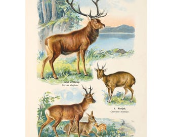 Plate 23: Red Deer, Rib-Faced Deer, Roe Deer Vintage Illustration - Giclee Fine Art Print - Framed / Unframed / Canvas