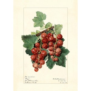 Redcurrant Vintage Lithograph 1900s Giclee Fine Art Print - Framed / Unframed / Canvas