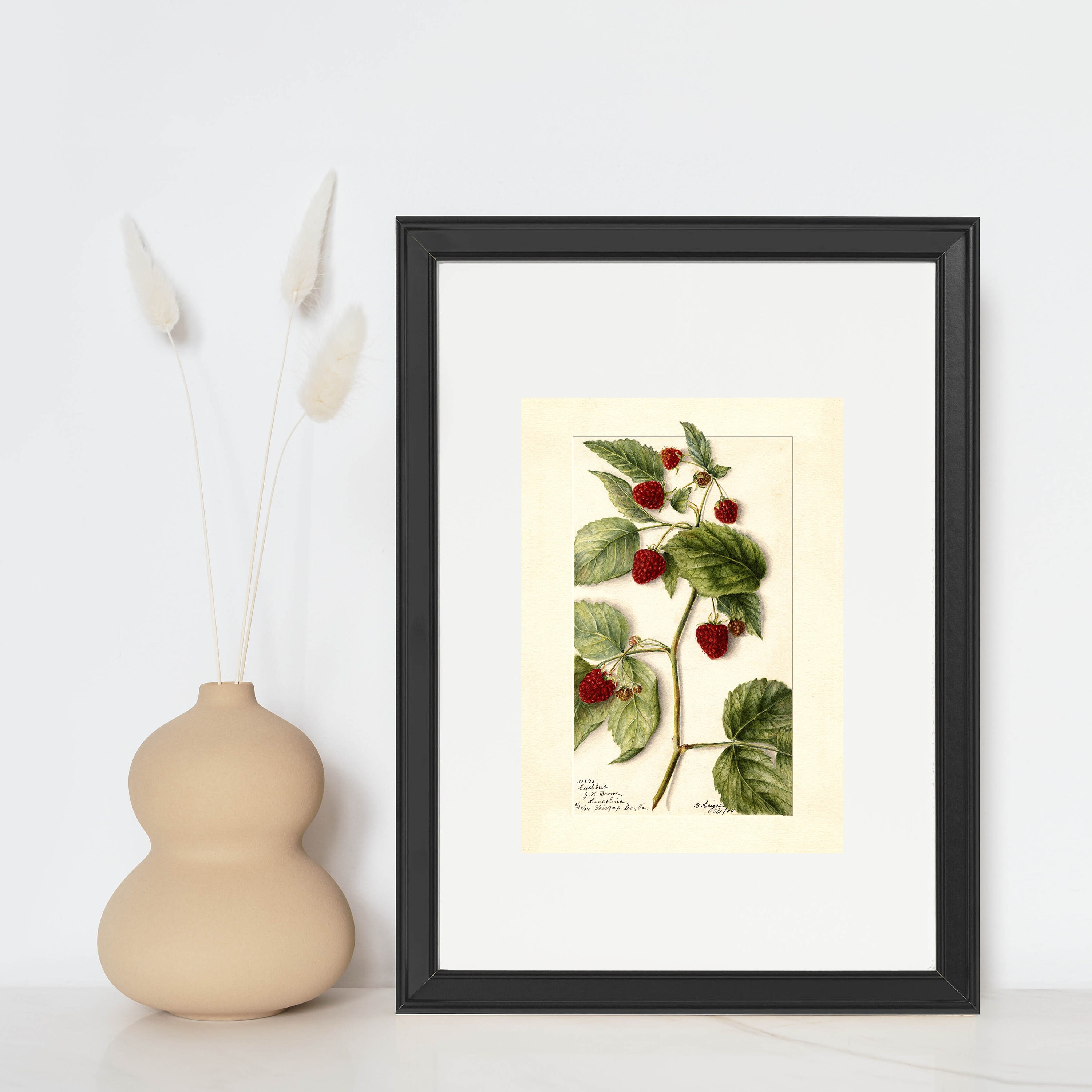 Raspberry Vintage Lithograph 1900s Giclee Fine Art Print - Framed ...