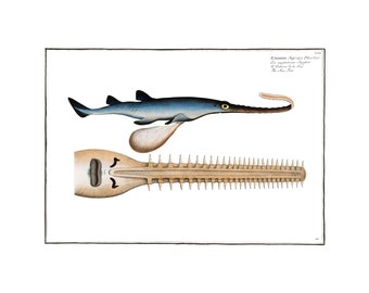 Sawfish Antique Illustration (1785–1797) - Giclee Fine Art Print - Framed / Unframed / Canvas