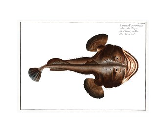 Black Seadevil Antique Illustration (1785–1797) - Giclee Fine Art Print - Framed / Unframed / Canvas