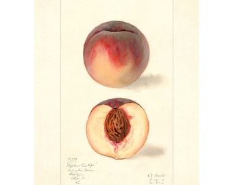 Original Vintage Peach Crate Label 1920s Perham Fruit  display picture 3