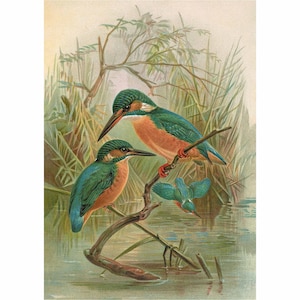 Martin pescatore comune - Stampa artistica giclée - Incorniciata / Senza cornice / Tela