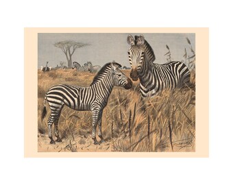 African Zebra Illustration - Zoological Atlas - Giclee Fine Art Print - Framed / Unframed / Canvas