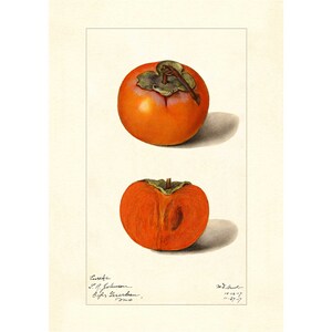 Persimmons Diospyros Fruits Vintage Lithograph 1900s Giclee Fine Art Print - Framed / Unframed / Canvas