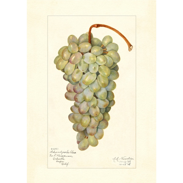 Sauvignon Blanc Grape Vine Vintage Lithograph 1900s Giclee Fine Art Print - Framed / Unframed / Canvas