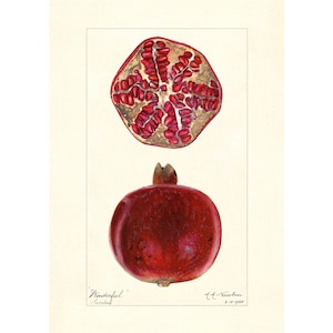 Pomegranate Fruits Vintage Lithograph 1900s Giclee Fine Art Print - Framed / Unframed / Canvas