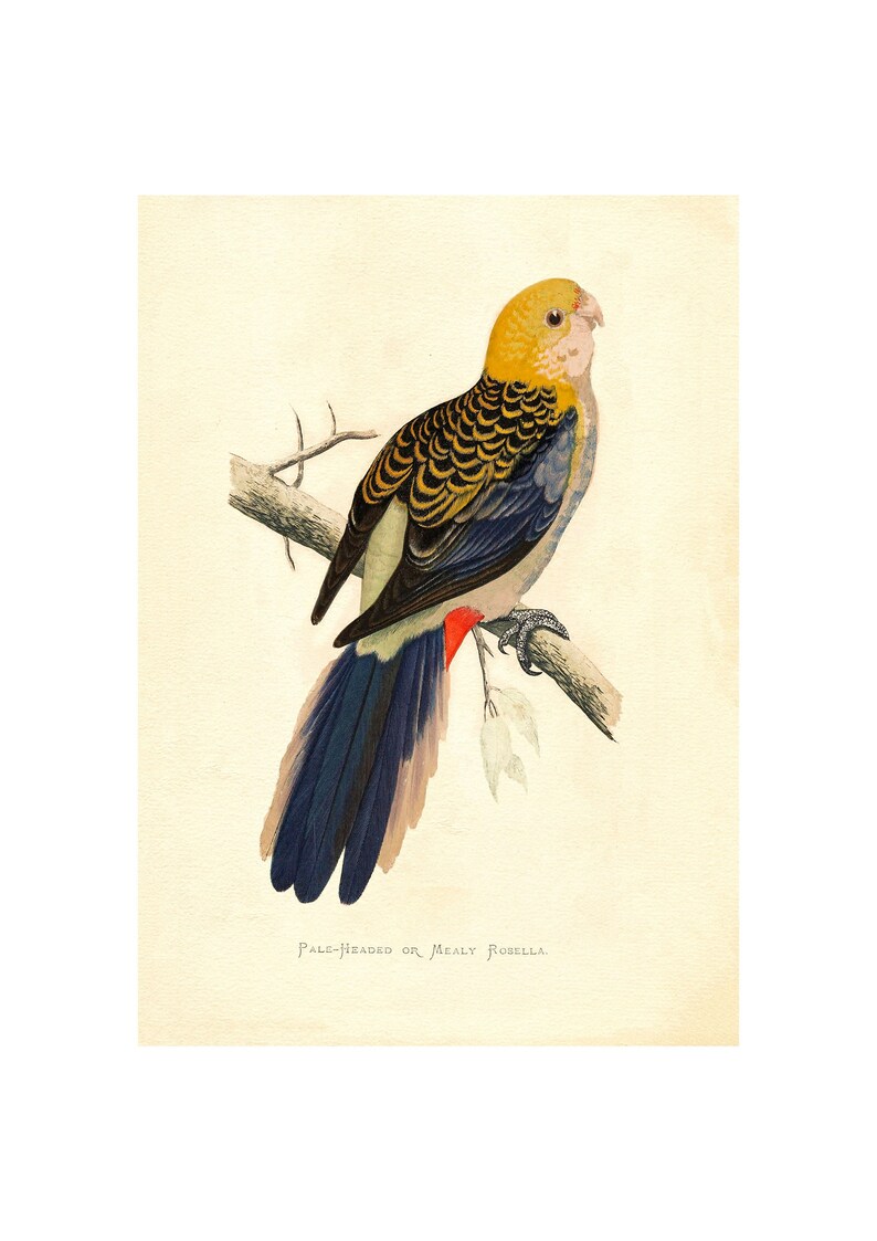 Pale-Headed Rosella Vintage Lithograph Giclee Fine Art Print Framed/Unframed/Canvas image 1