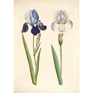 Garden Iris Vintage Lithograph by Johannes Simon Holzbecher 17th century - Giclee Fine Art Print / Canvas
