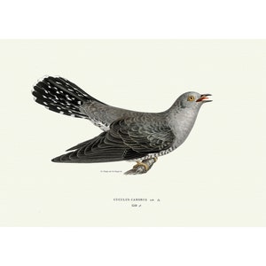 Common Cuckoo Vintage Illustration Giclee Fine Art Print Framed / Unframed / Canvas