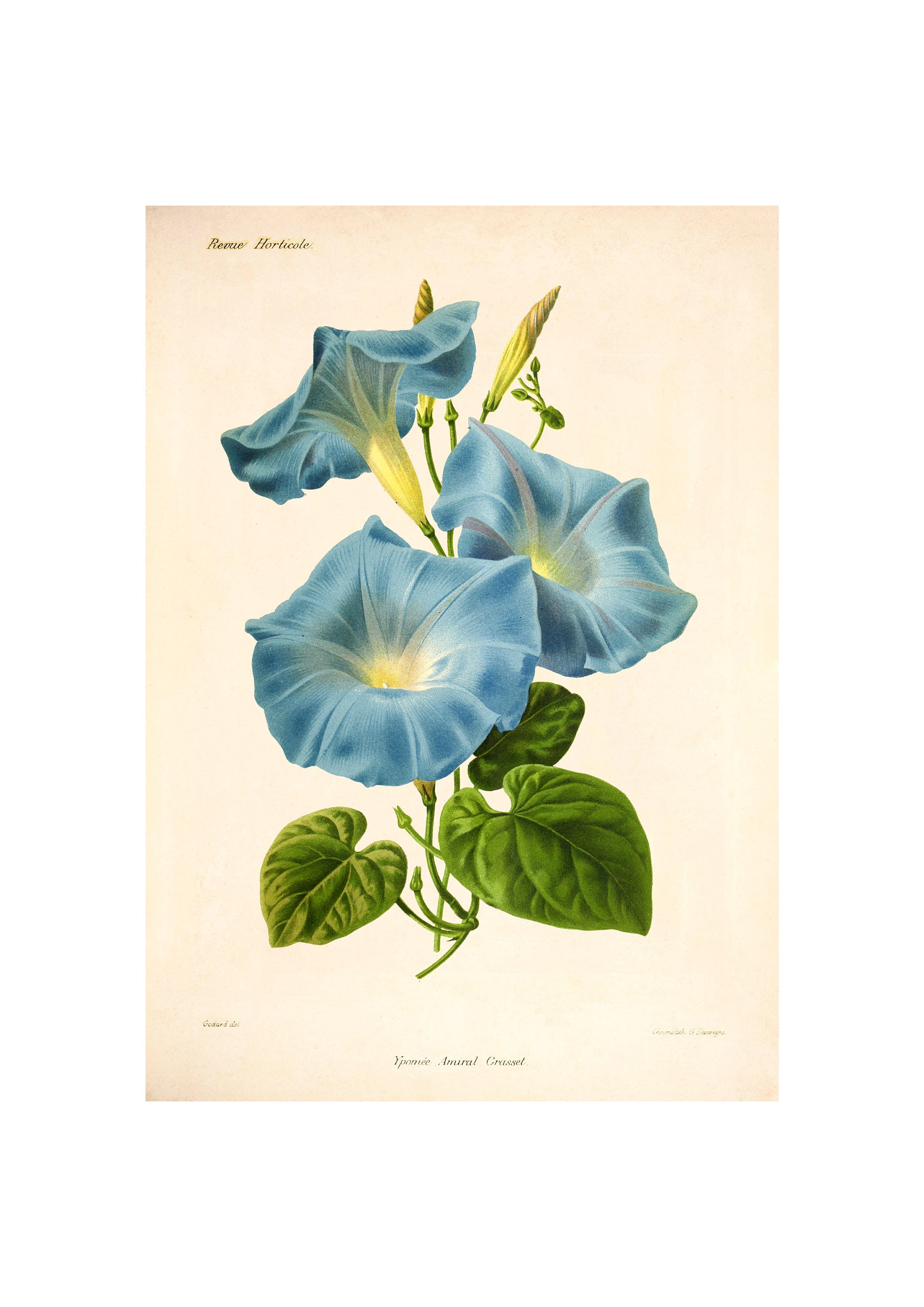 Morning Glory Vintage Lithograph (1832-1922) - Giclee Fine Art