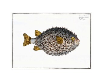 Spot-Fin Porcupinefish Antique Illustration (1785–1797) - Giclee Fine Art Print - Framed / Unframed / Canvas
