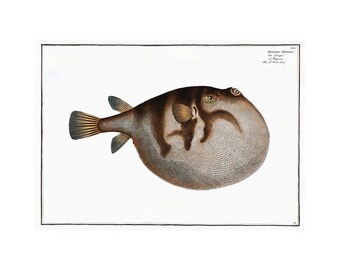 Sea Weather Cock, Pufferfish Antique Illustration (1785–1797) - Giclee Fine Art Print - Framed / Unframed / Canvas