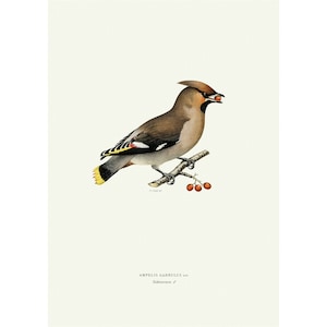 Bohemian Waxwing Vintage Illustration Giclee Fine Art Print Framed / Unframed / Canvas