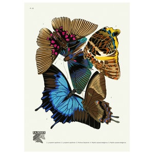 Butterflies Les Papillons Plate 16 Vintage Illustration Giclee Fine Art Print - Framed / Unframed / Canvas