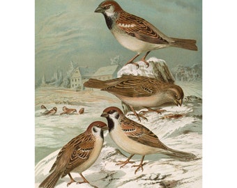 スズメの版画、ヴィンテージ鳥類学リトグラフ、1960年代の野生動物