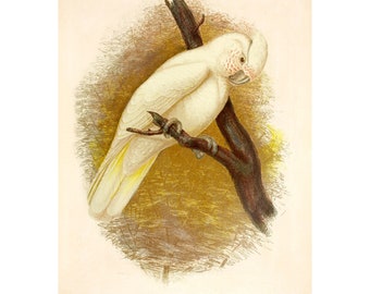 Blood-Stained Cockatoo Vintage Illustration - Giclee Fine Art Print - Framed / Unframed / Canvas