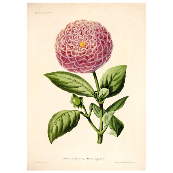 Garden Dahlia Vintage Lithograph (1832-1922) - Giclee Fine Art Print - Framed/Unframed/Canvas