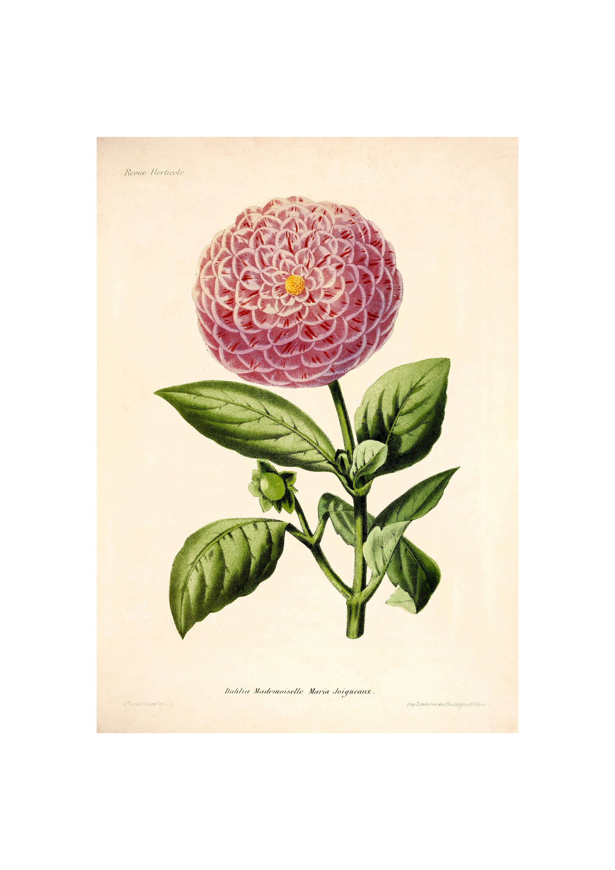 Ilustração antiga de dália de jardim (1832-1922) Impressão artística giclée - emoldurada / sem moldura / tela